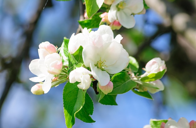 il bellissimo melo in fiore dona la sua bellezza originale