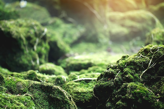 Il bellissimo muschio verde brillante cresciuto copre le pietre grezze e sul pavimento nella foresta Mostra con vista macro Rocce piene della trama del muschio in natura per la messa a fuoco morbida della carta da parati