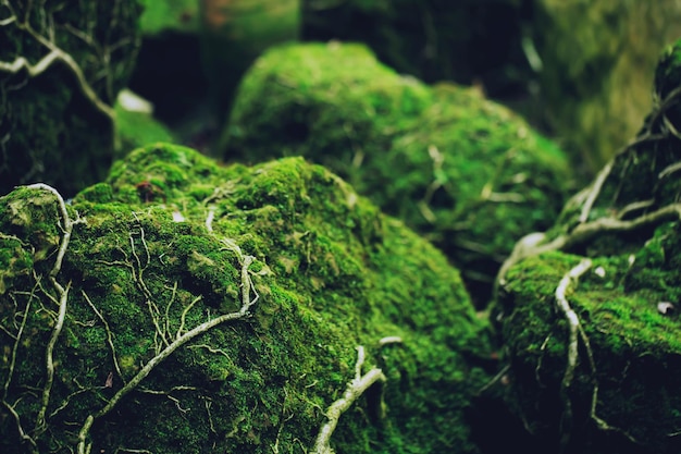 Il bellissimo muschio verde brillante cresciuto copre le pietre grezze e sul pavimento nella foresta Mostra con vista macro Rocce piene della trama del muschio in natura per la messa a fuoco morbida della carta da parati