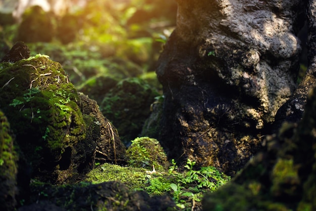 Il bellissimo muschio verde brillante cresciuto copre le pietre grezze e sul pavimento nella foresta Mostra con vista macro Rocce piene della trama del muschio in natura per la messa a fuoco morbida della carta da parati