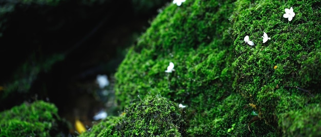 Il bellissimo muschio verde brillante cresciuto copre le pietre grezze e sul pavimento nella foresta Mostra con vista macro Rocce piene della trama del muschio in natura per la messa a fuoco morbida della carta da parati