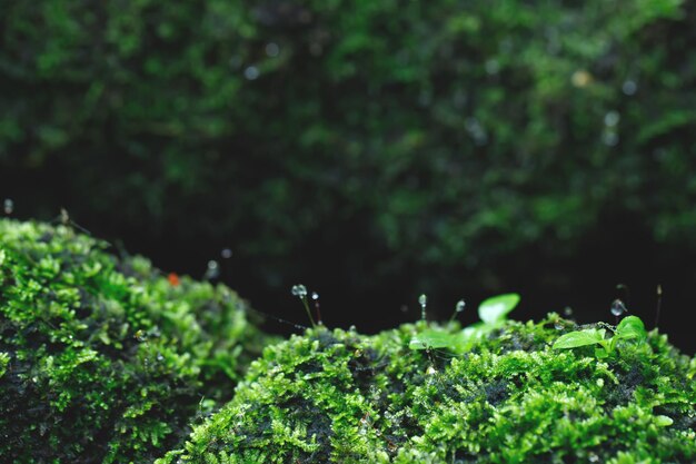 Il bellissimo muschio verde brillante cresciuto copre le pietre grezze e sul pavimento nella foresta Mostra con vista macro Rocce piene della trama del muschio in natura per la messa a fuoco morbida della carta da parati