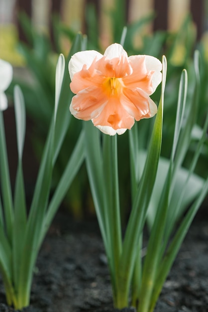 Il bellissimo narciso Split Corona Apricot Whirl fiorisce nel giardino in primavera