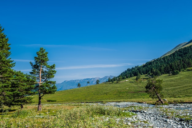 Il bellissimo paesaggio estivo ad Arkhyz, Russia