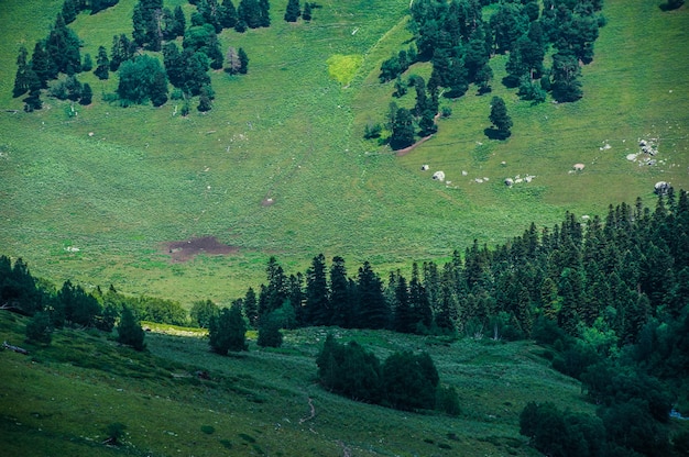 Il bellissimo paesaggio estivo ad Arkhyz, Russia