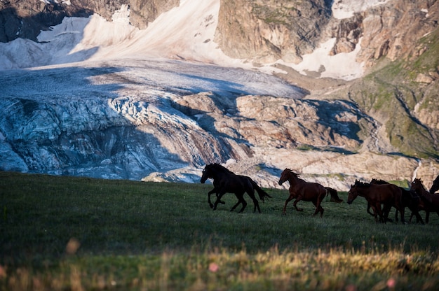 Il bellissimo paesaggio estivo con i cavalli ad Arkhyz, Russia