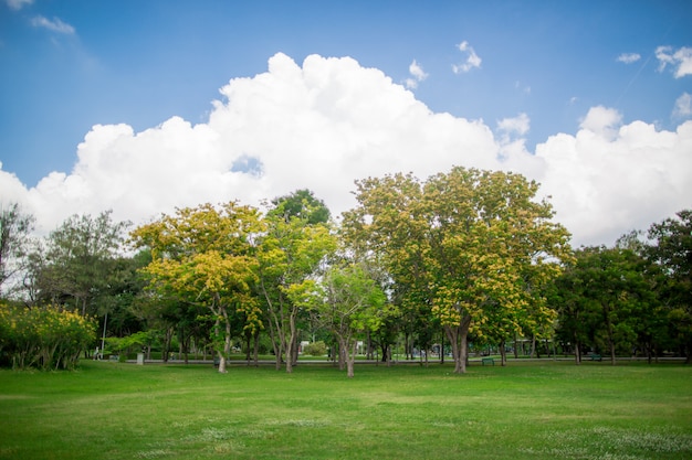 Il bellissimo parco verde giardino con il cielo blu chiaro