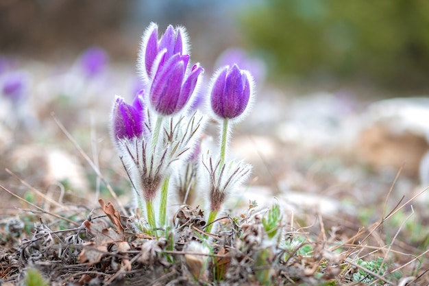 Il bellissimo pasque-fiore viola cresce in un prato di primavera