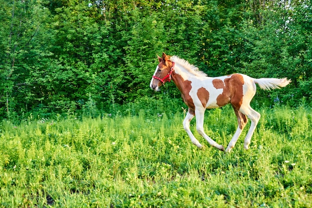 Il bellissimo puledro della baia corre al galoppo sul pascolo verde primaverile, Tomsk, Siberia, Russia