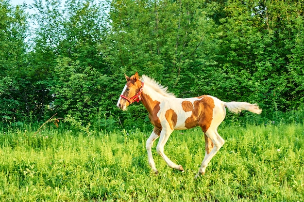 Il bellissimo puledro della baia corre al galoppo sul pascolo verde primaverile, Tomsk, Siberia, Russia