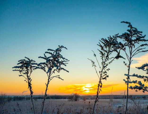 Il bellissimo tramonto con tracce sullo sfondo di neve invernale