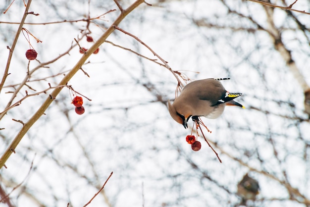 Il bellissimo waxwing si siede sul brunch dell'albero e mangia la bacca.