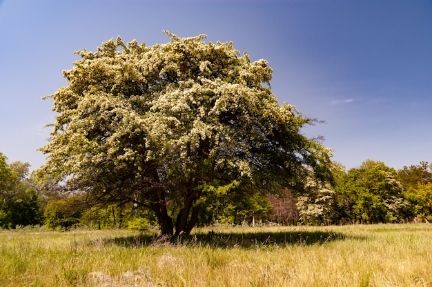 Il bello albero di fioritura lanuginoso cresce nel campo