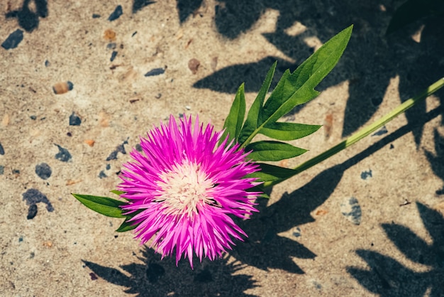 Il bello fiordaliso rosa con le foglie verdi ricche si sviluppa sopra il marciapiede nel giorno soleggiato