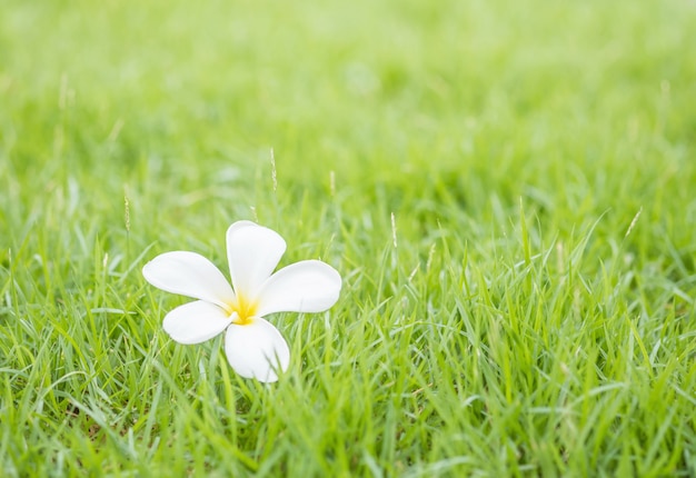 Il bello fiore bianco caduto sul pavimento dell&#39;erba verde ha strutturato la priorità bassa