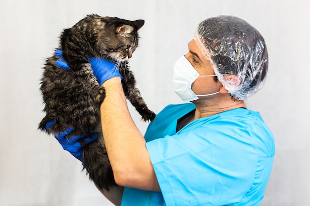 Il bello gatto alla clinica veterinaria, un medico sta tenendo e stringendolo a sé, concetto di cura dell'animale domestico