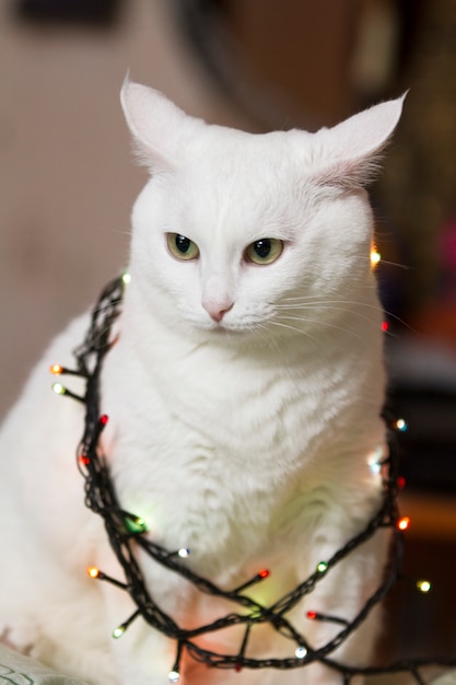 Il bello gatto bianco si siede avvolto in ghirlanda. Ghirlande luminose sul collo del gatto