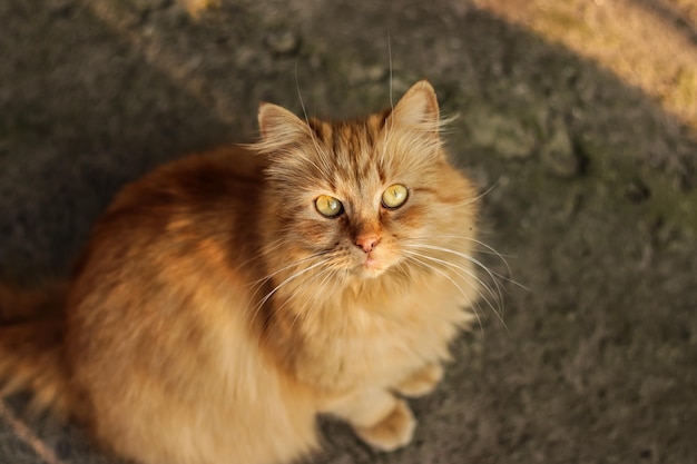 Il bello gatto senzatetto dello zenzero che si siede all'aperto Animali senzatetto Il concetto aiuta i gatti senza casa