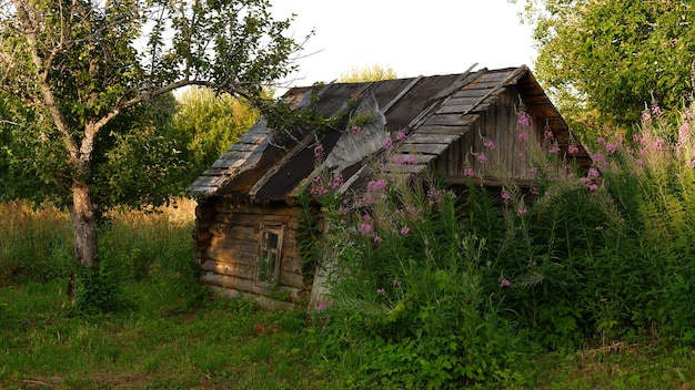 Il bello paesaggio rustico di estate vecchie case di legno del ceppo della regione di vologda