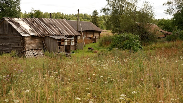 Il bello paesaggio rustico di estate vecchie case di legno del ceppo della regione di vologda