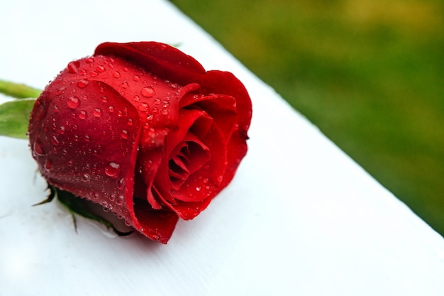 Il bello primo piano è aumentato con le gocce dell&#39;acqua