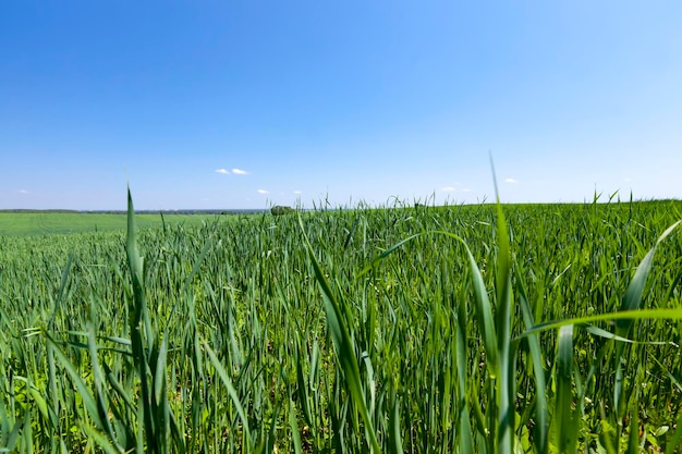 Il bestiame in crescita alimenta l'avena verde in un grande campo