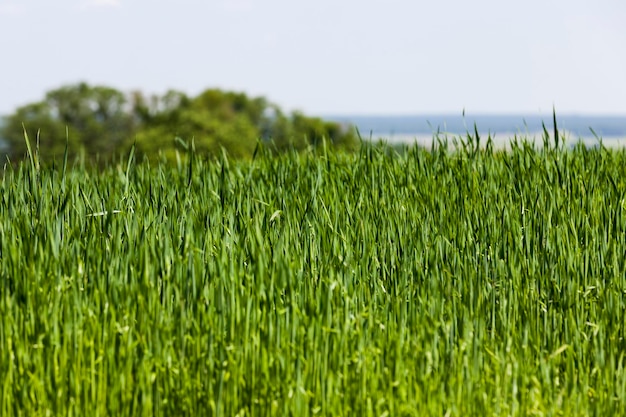 Il bestiame in crescita alimenta l'avena verde in un grande campo