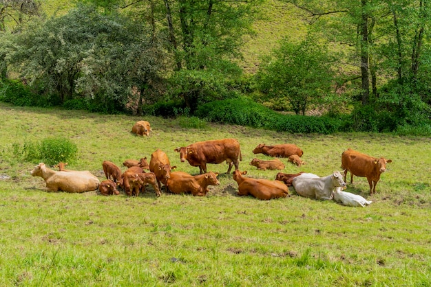 Il bestiame in un prato