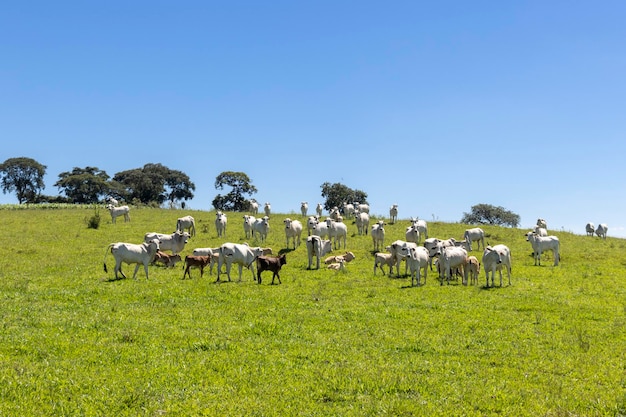 Il bestiame Nelore in un pascolo verde in una fattoria a Sao Paulo SP