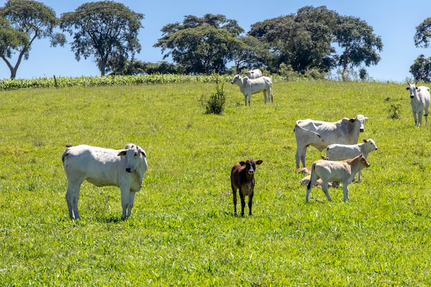 Il bestiame Nelore in un pascolo verde in una fattoria a Sao Paulo SP