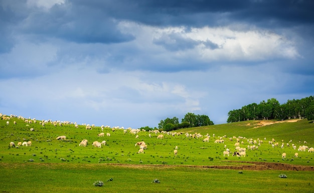 Il bestiame pascando sulle colline contro un cielo nuvoloso