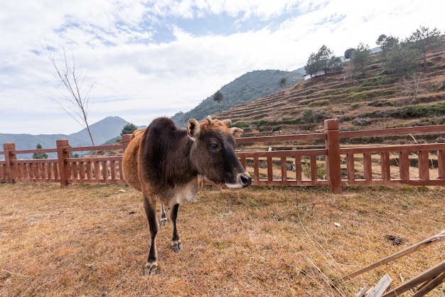 Il bestiame pascolava tranquillamente nel campo