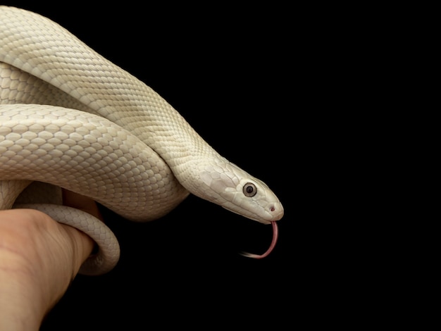 Il biacco del Texas (Elaphe obsoleta lindheimeri) è una sottospecie di biacco, un colubride non velenoso che si trova negli Stati Uniti, principalmente nello stato del Texas.