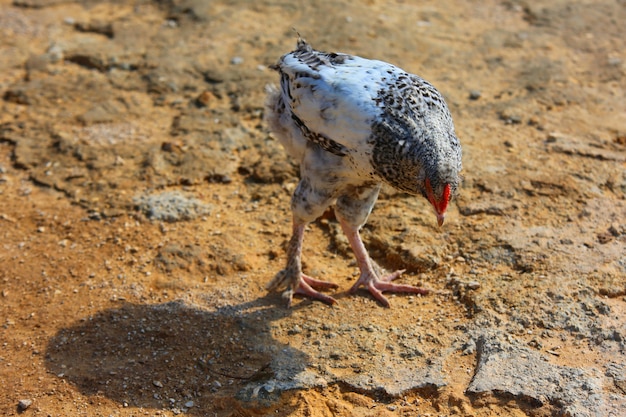 Il bianco e nero trama colore uccello gallina in un allevamento di pollame tradizionale