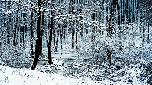 Il bianco favoloso paesaggio di una foresta magica con una strada innevata sotto i caldi raggi del ris...