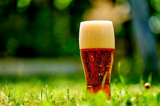 Il bicchiere di birra sta stando su un'erba con il parco vago della città. Birra con schiuma. Verde e naturale. Concetto di alcol e analcolici.