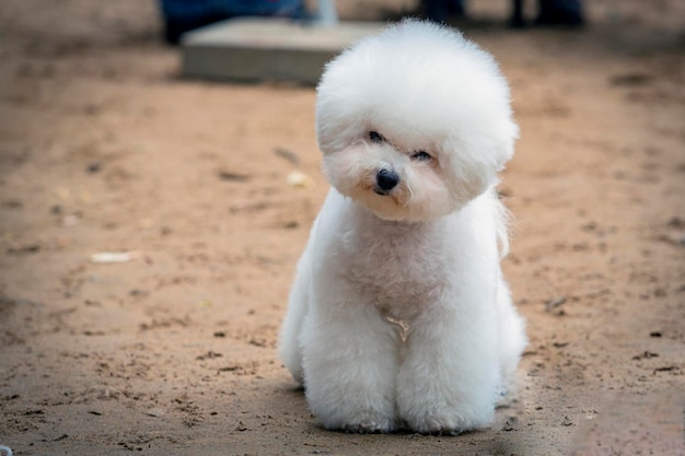 Il Bichon Frise alla mostra canina