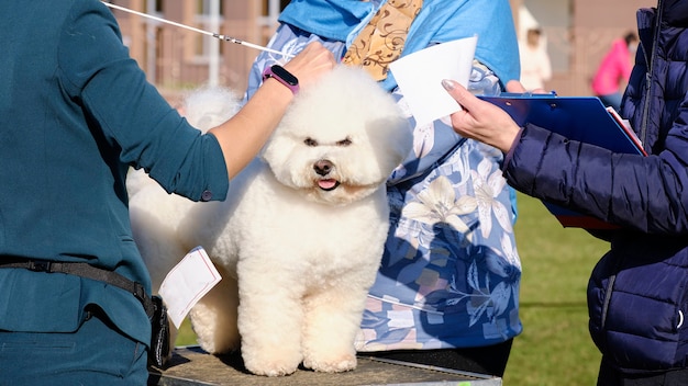 Il Bichon Frise viene esaminato da specialisti durante lo spettacolo secondo lo standard di razza.