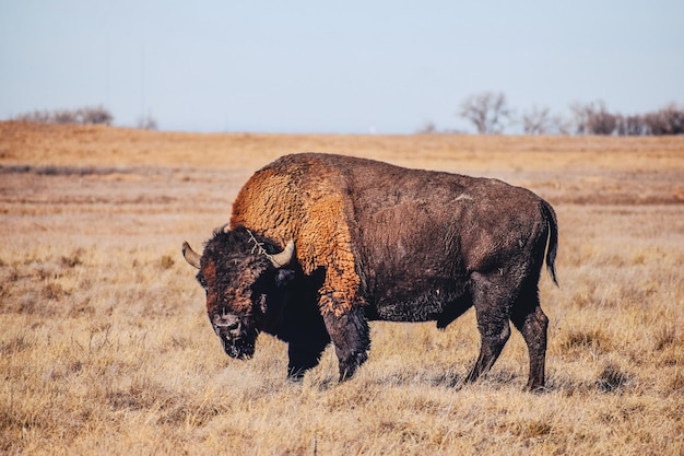 Il bisonte americano in piedi su un campo erboso