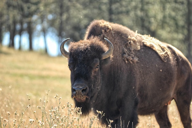 Il bisonte americano in piedi sul campo durante una giornata di sole
