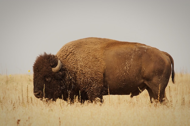 Il bisonte americano in piedi sul campo