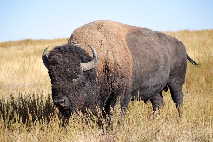 Foto il bisonte americano in piedi sul campo