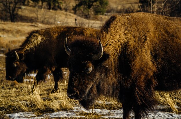 Il bisonte americano sul campo durante l'inverno