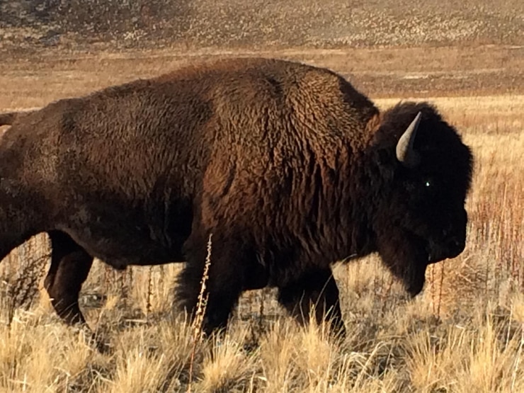 Foto il bisonte americano sul campo