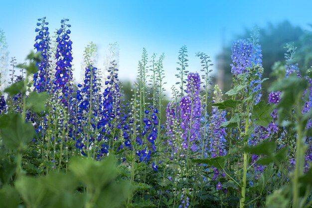 Il blu delphinium cresce nel giardino Doppio fiore blu delphinium Blue delphiniums Lincolnshire