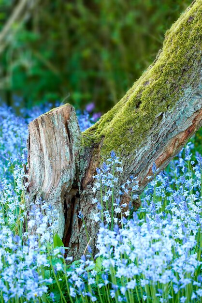 Il blu non ti scordar di me che cresce alla base di un albero in una bellissima foresta estiva Una vista panoramica di piccole piante perenni in una foresta sempreverde con verde fresco in fogliame lussureggiante su uno sfondo naturale