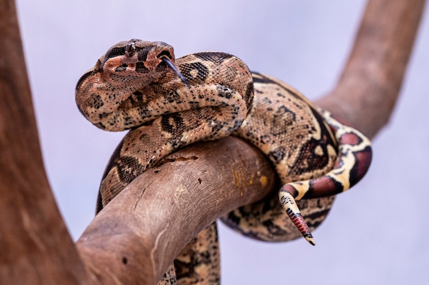 Il boa constrictor (Boa constrictor), chiamato anche boa dalla coda rossa o boa comune, è una specie di serpente grande, non velenoso e dal corpo pesante che viene spesso tenuto e allevato in cattività,