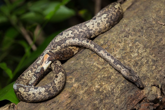 il boa dell'albero indonesiano Candoia carinata o serpente boa macinato del Pacifico