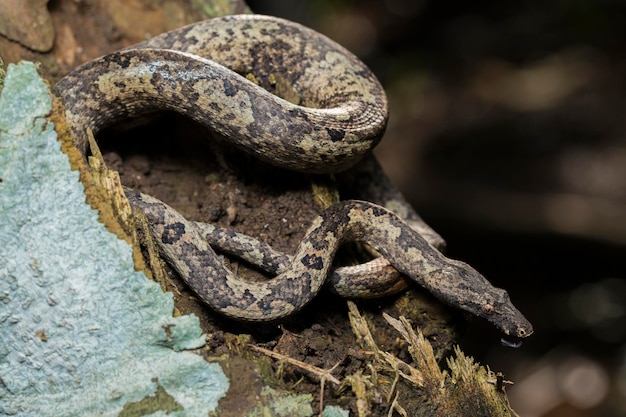 il boa dell'albero indonesiano Candoia carinata o serpente boa macinato del Pacifico