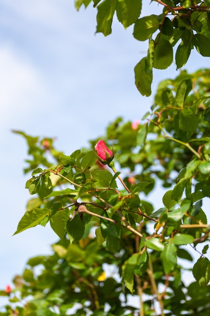 Il bocciolo di una bellissima rosa rossa si staglia sullo sfondo sfocato di altre piante verdi